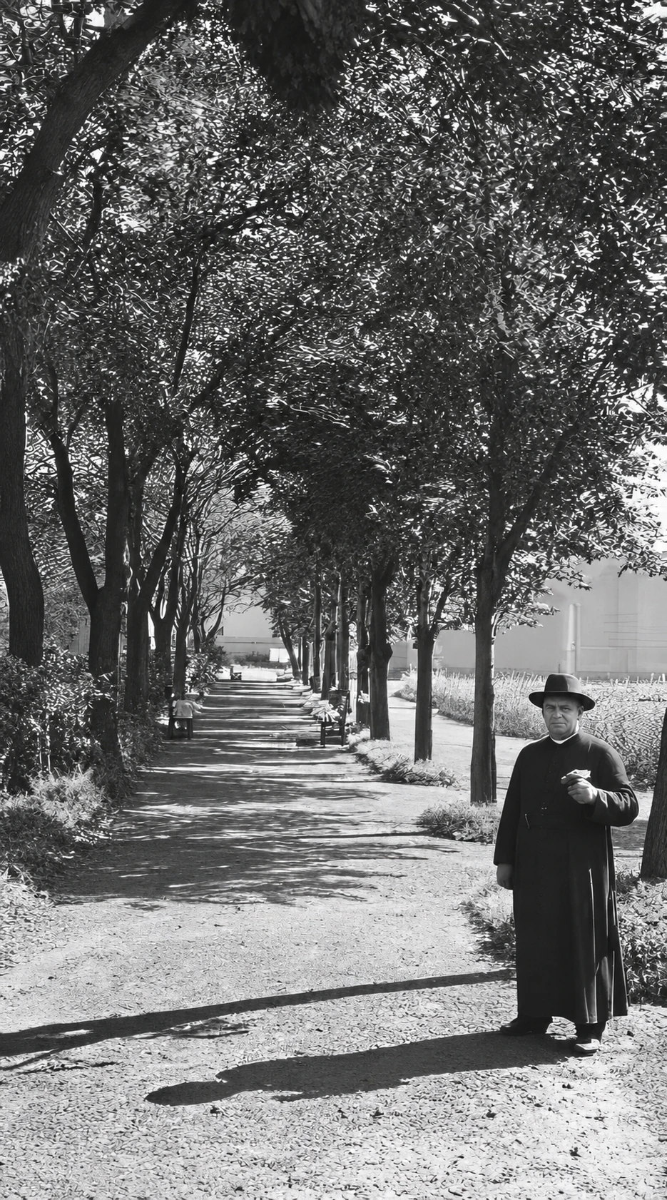 Allée d'arbres