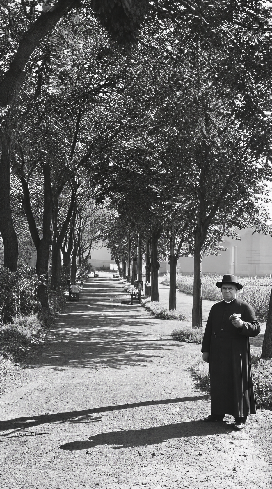 Allée d'arbres